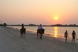 Watersports Beach Horses